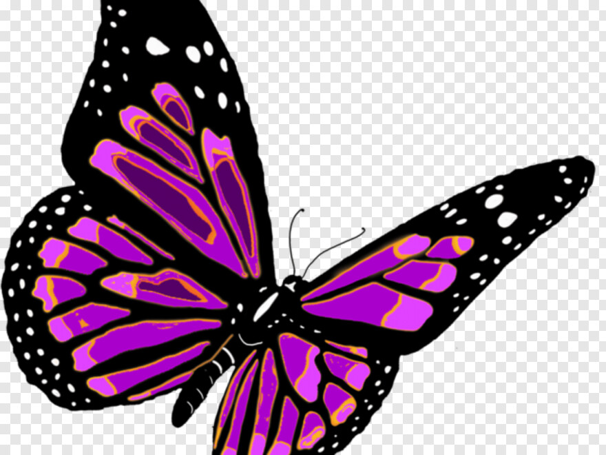 monarch-butterfly # 1094184