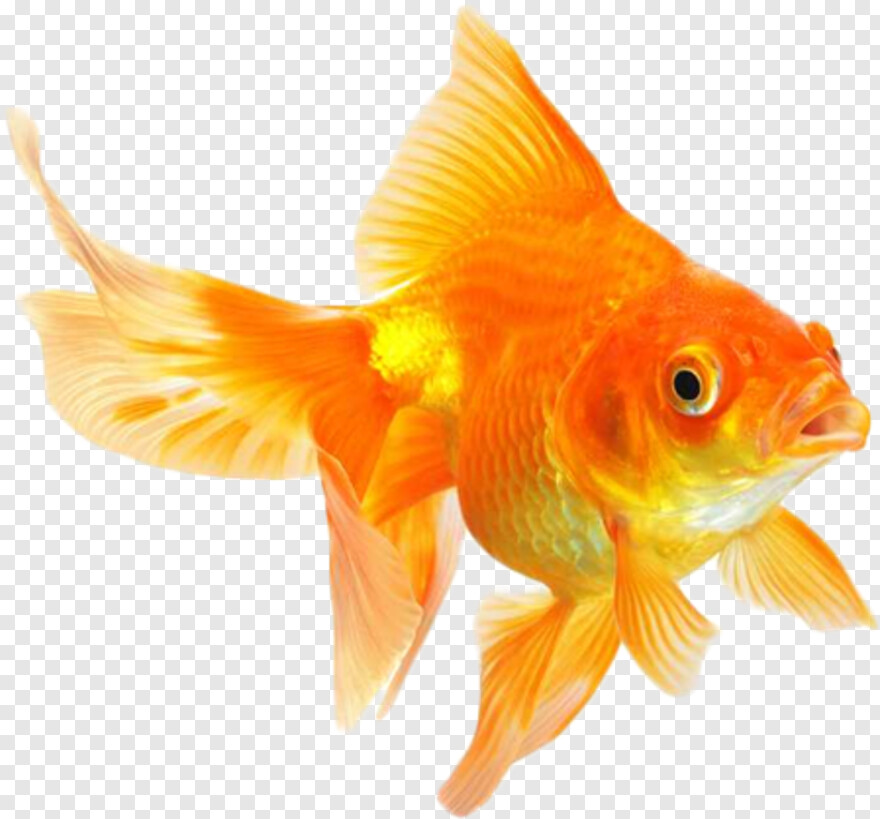 goldfish # 790321