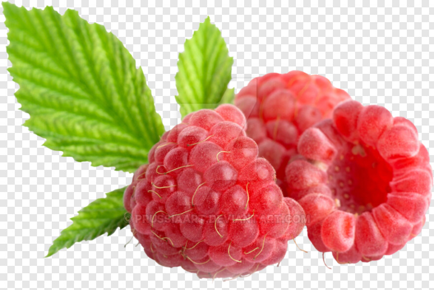 raspberry # 638464