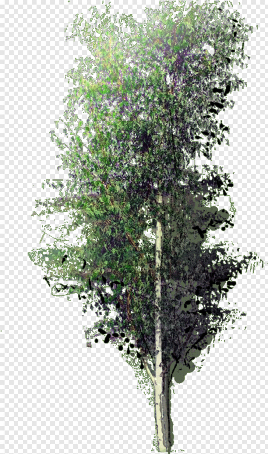 birch-tree # 361394