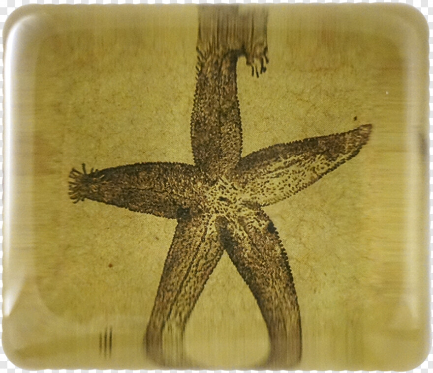 starfish-clipart # 612005