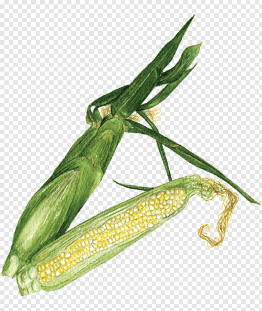 sweet-corn # 956358