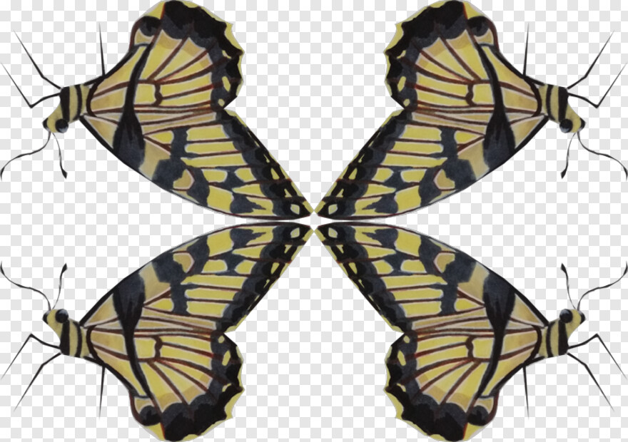 butterfly # 1094164