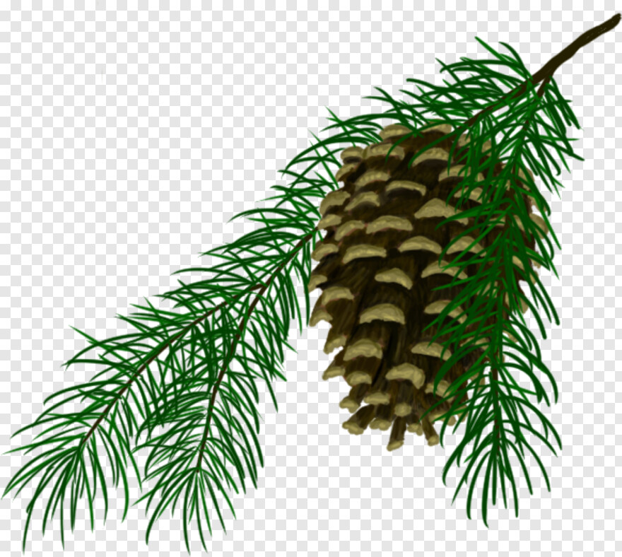 pine # 966679