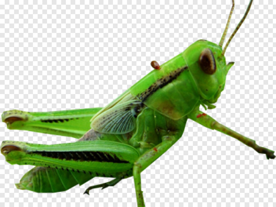 grasshopper # 943845