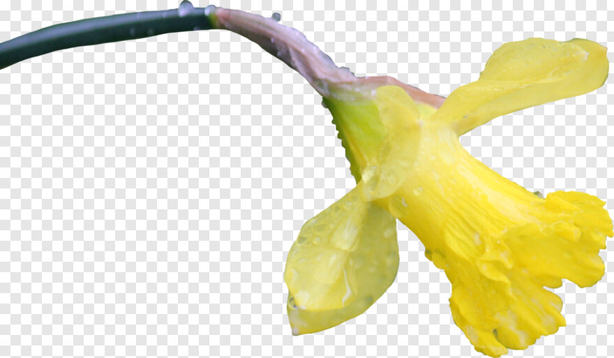 daffodil # 929831