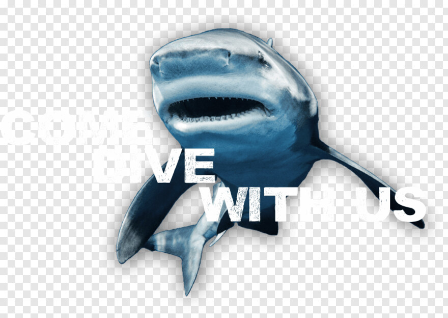 whale-shark # 978569
