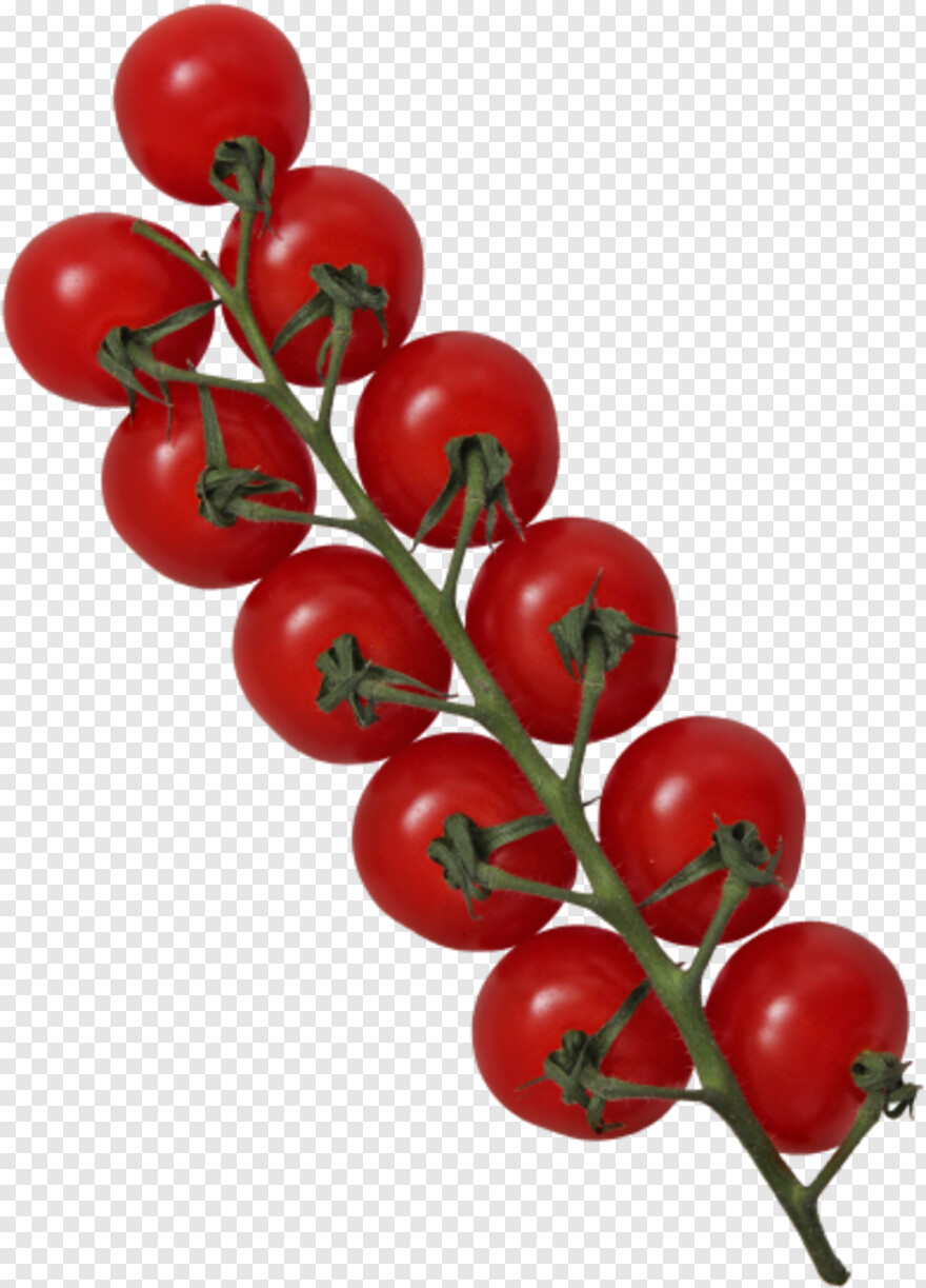 tomato # 1028463