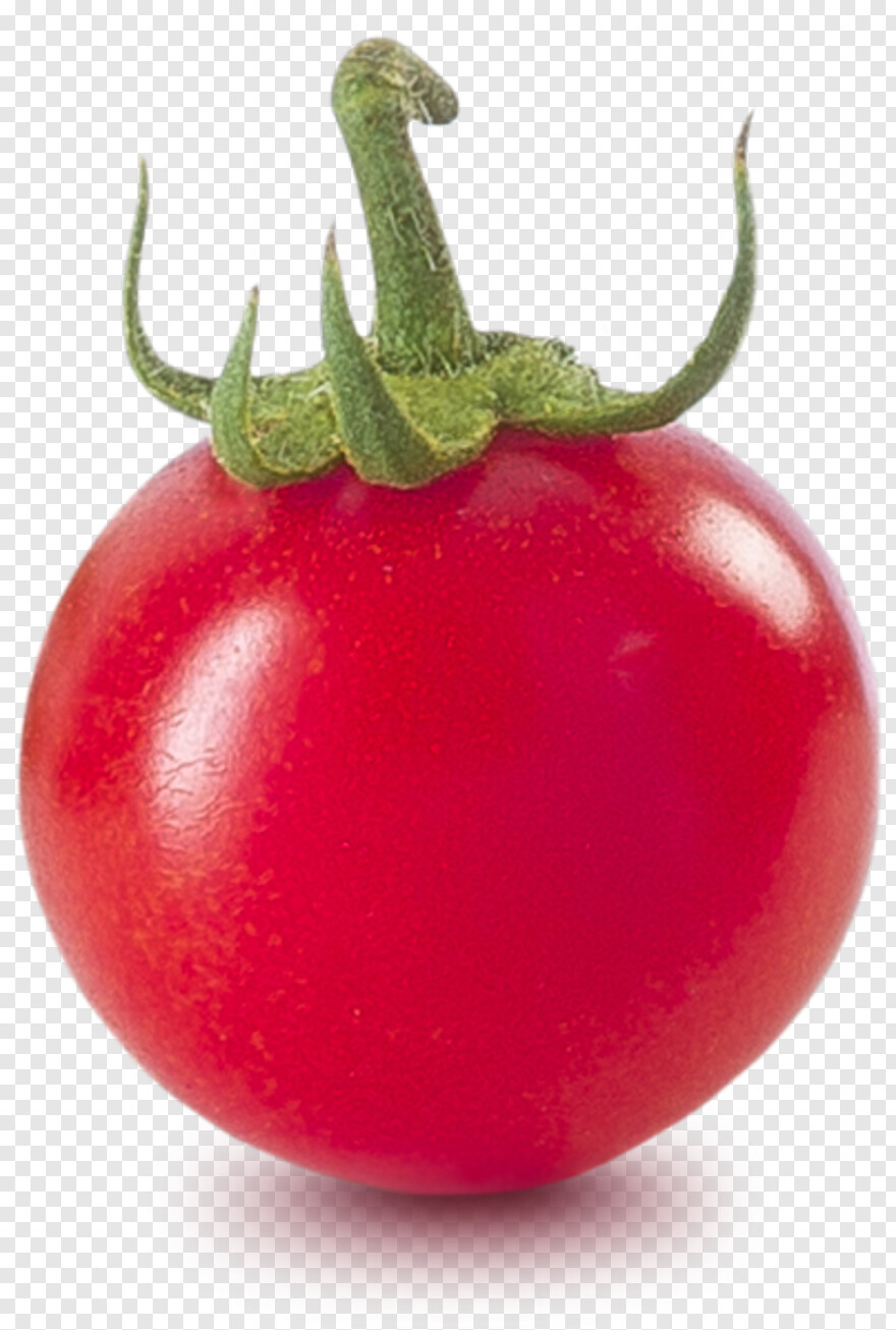 tomato # 655621