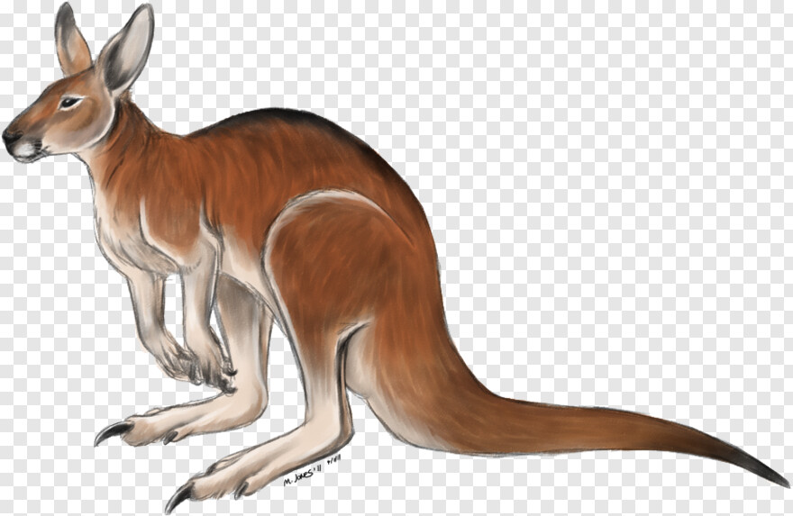 kangaroo # 980130