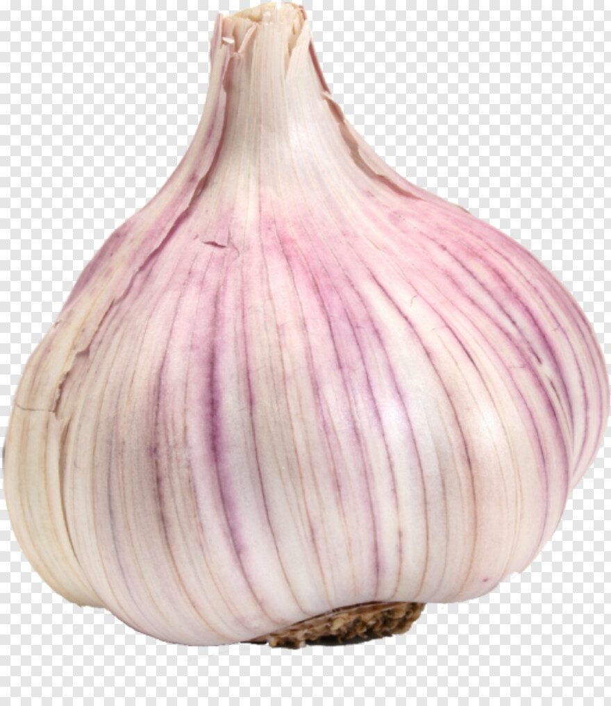 garlic # 803715