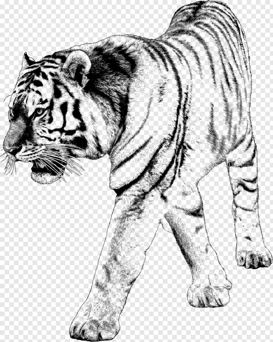 tiger # 602366