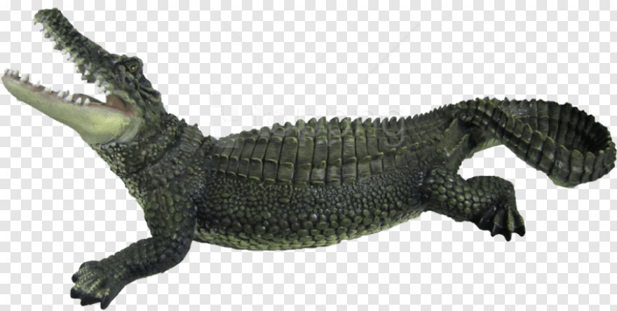 crocodile # 943421