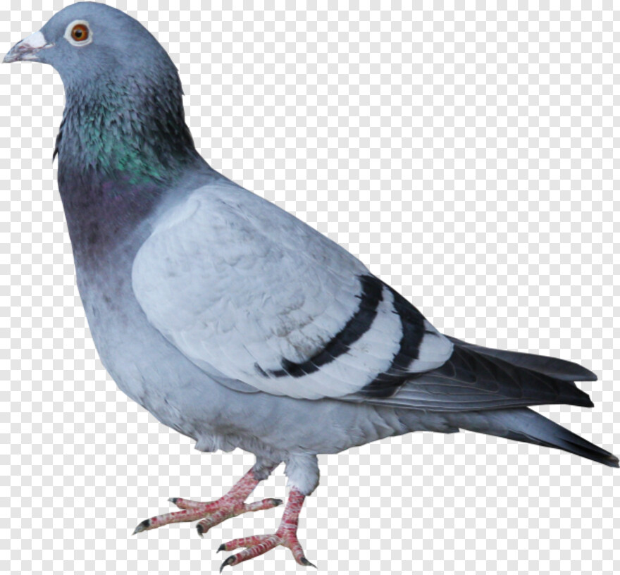 pigeon # 654961