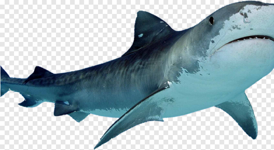 whale-shark # 623676