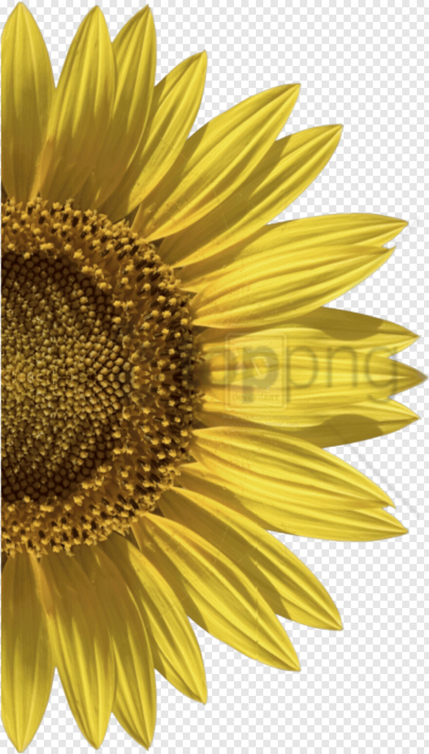 sunflower # 797444