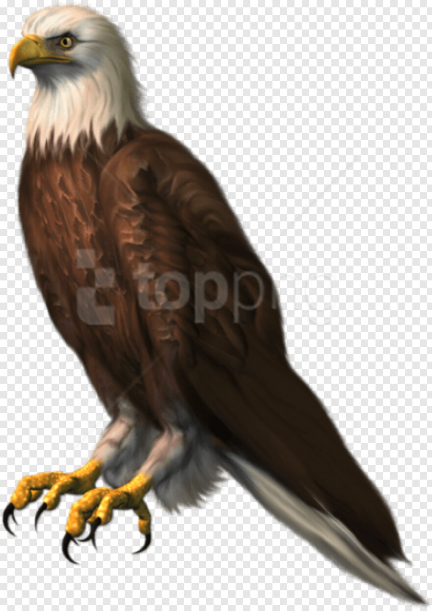 eagle # 877978