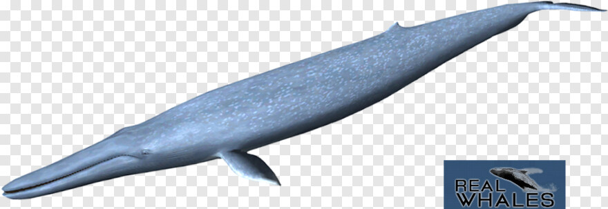 whale # 340537