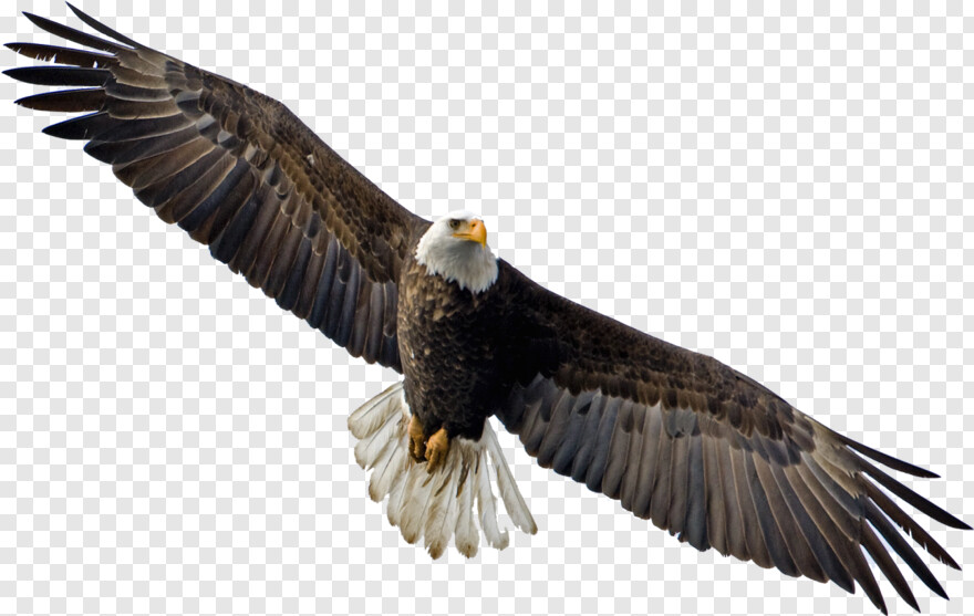 eagle # 878072