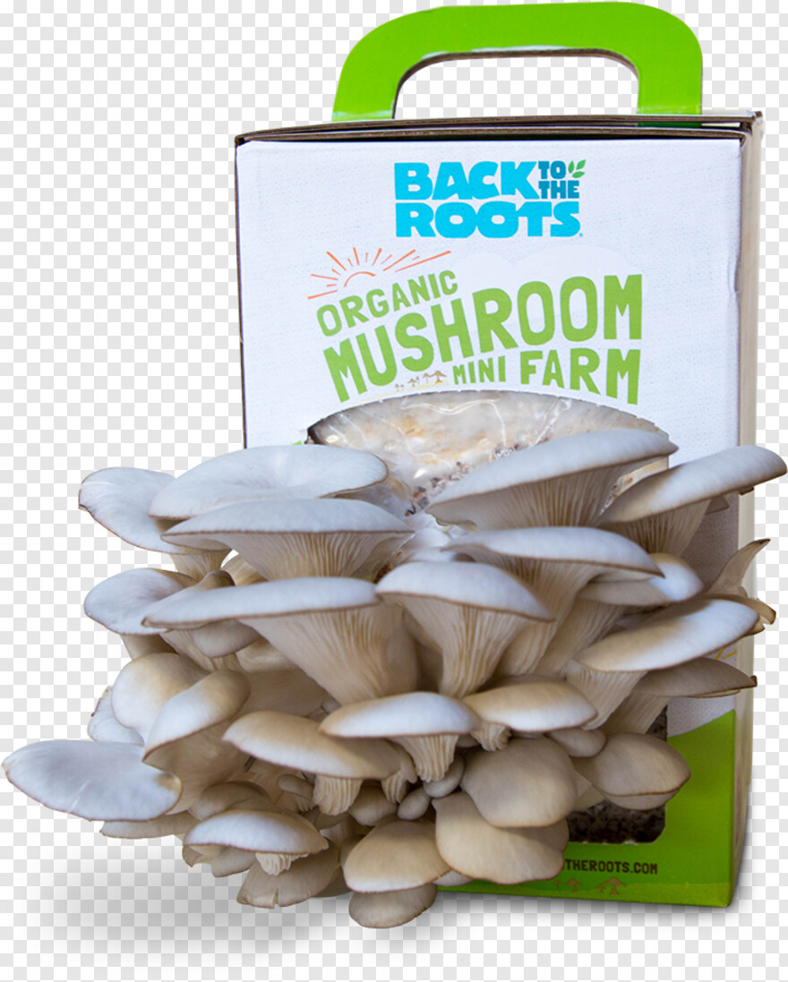 mushroom # 844186