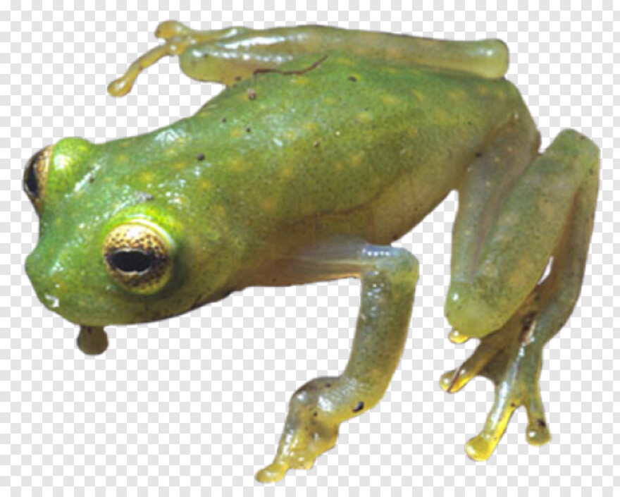 frog # 811023