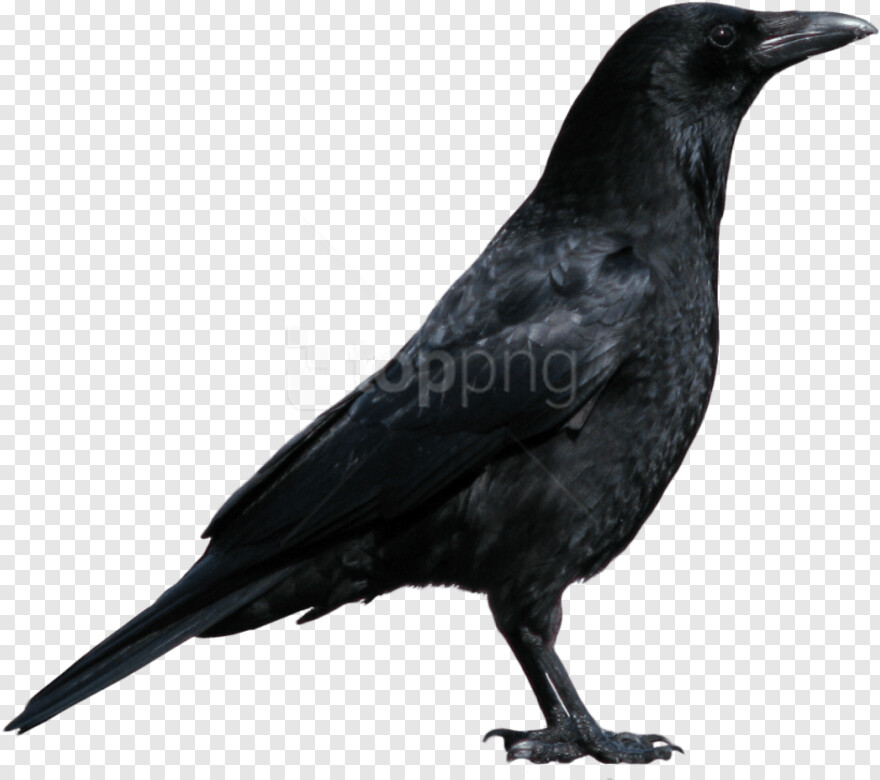crow # 941075
