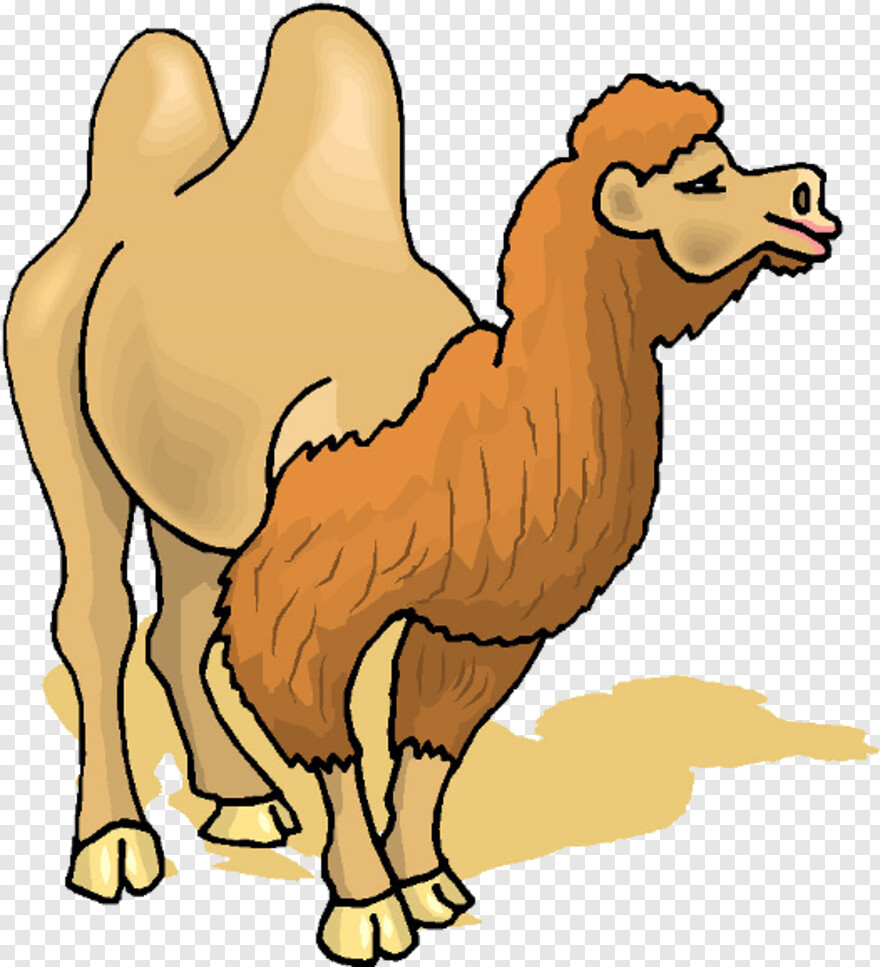 camel # 1080183