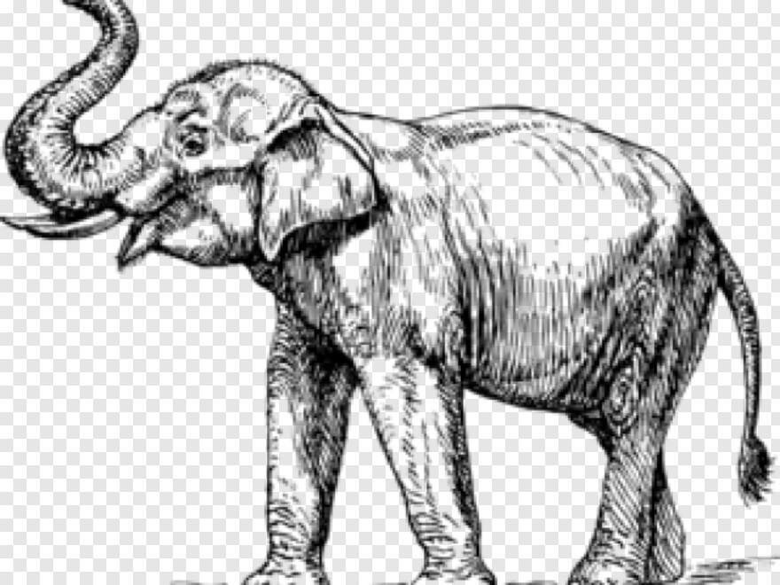 elephant # 869010