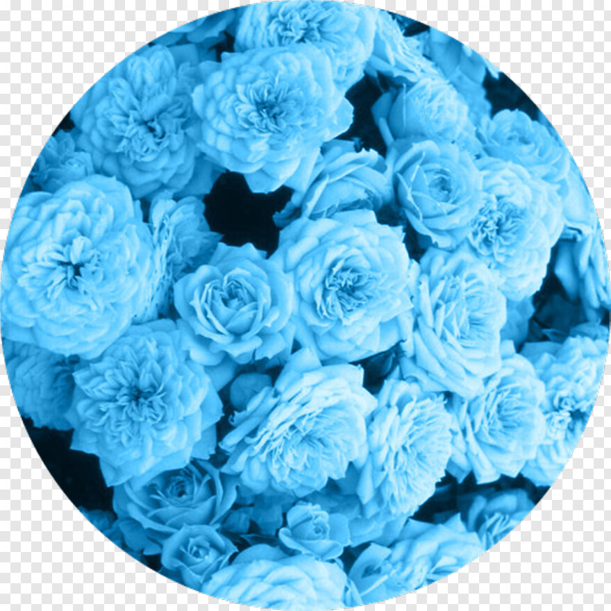 blue-flower # 559063