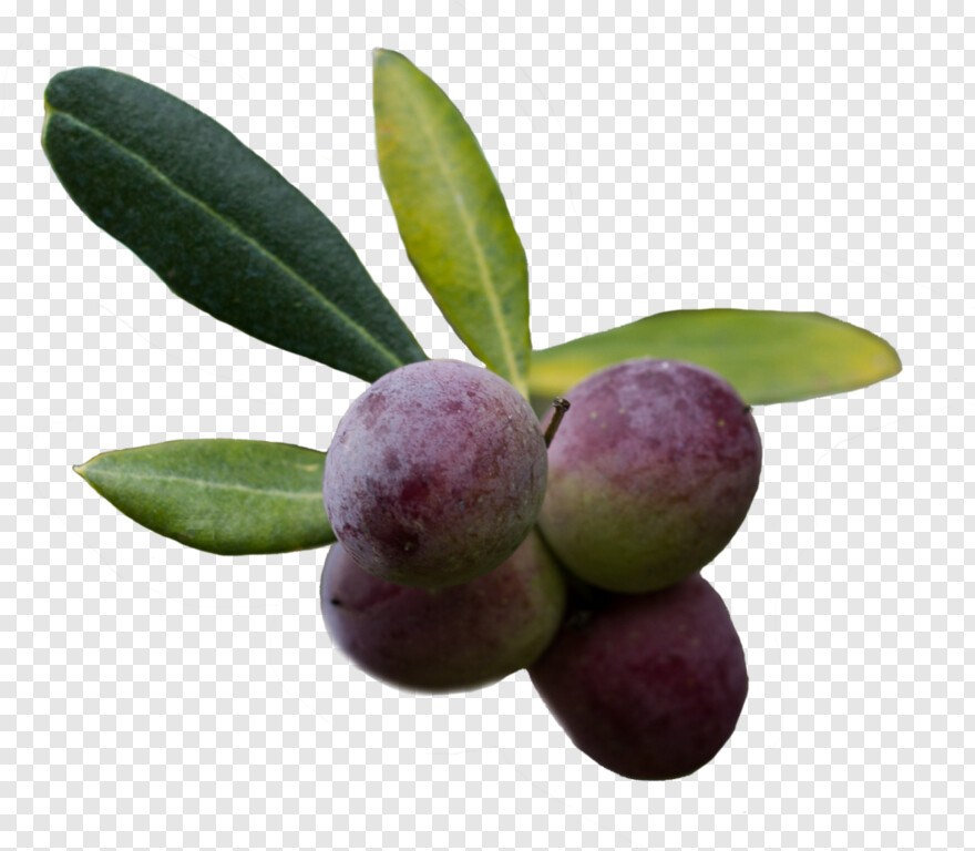 olive # 962798