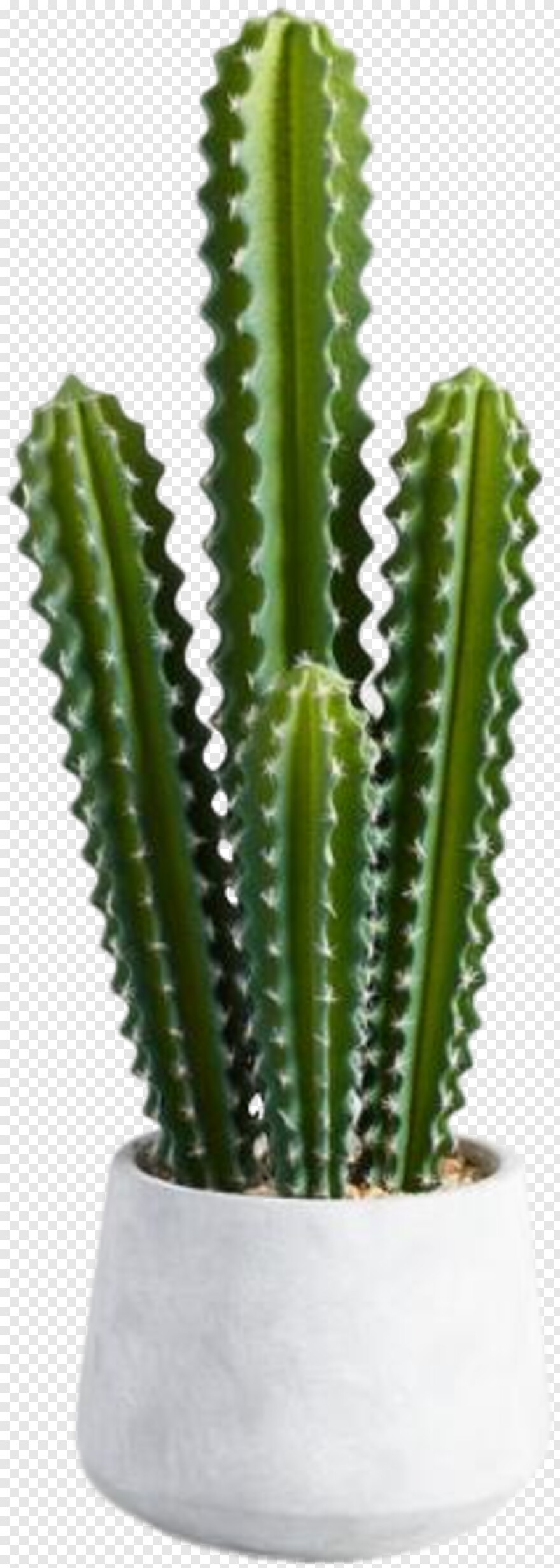 cactus # 1088831