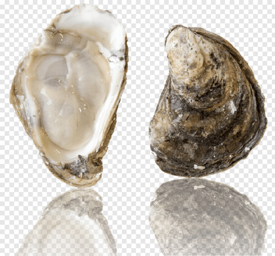 oysters # 665931