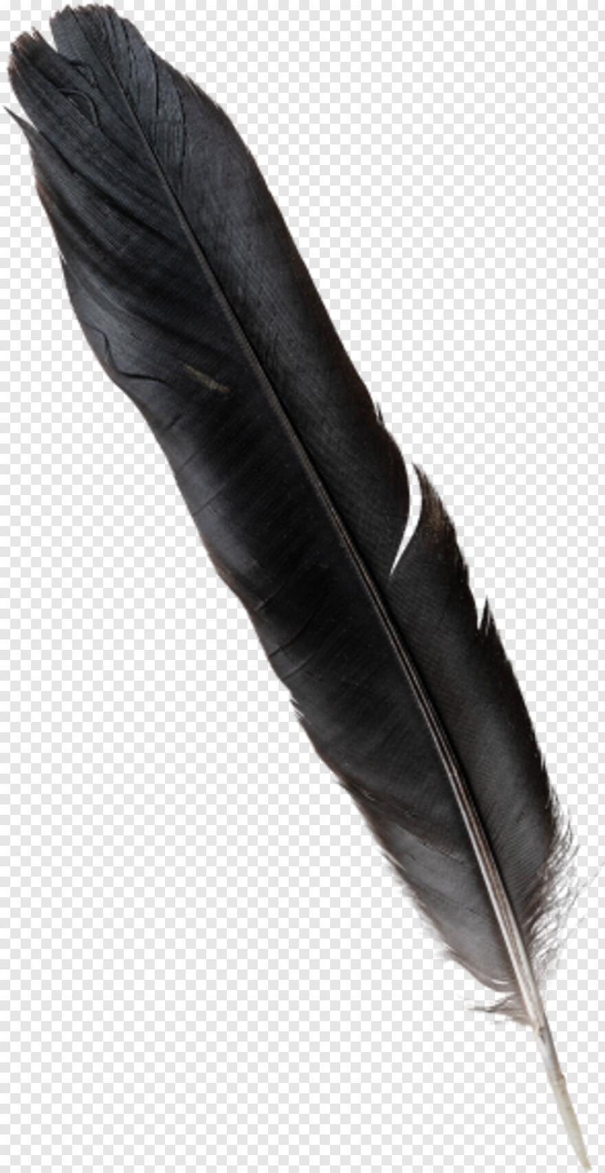feather # 842399