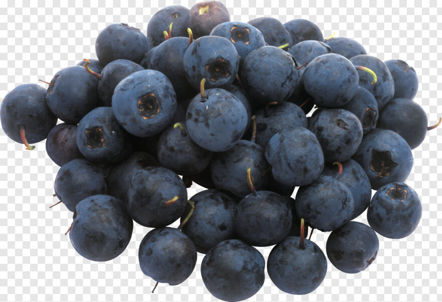 blueberry # 343839