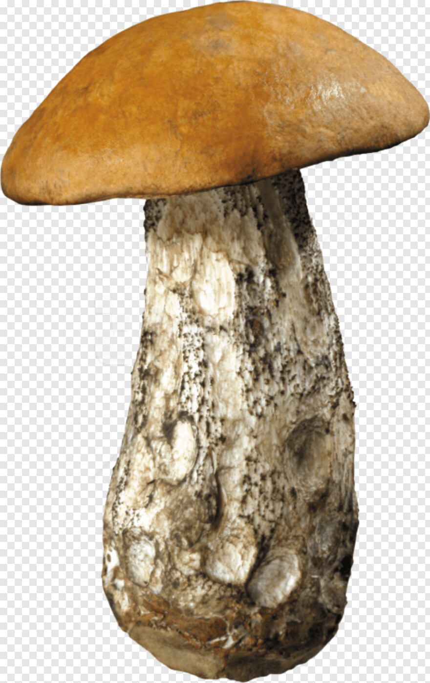 mushroom # 903260