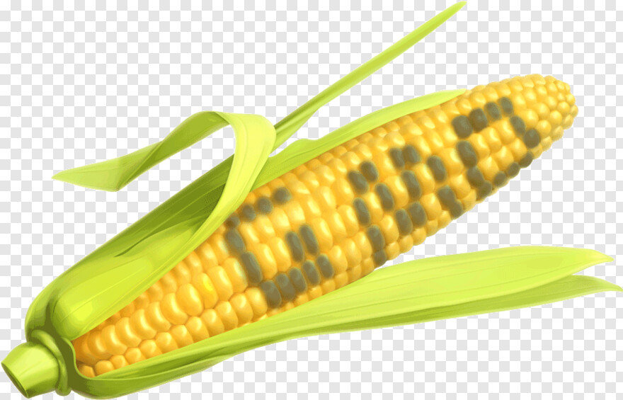 sweet-corn # 562092