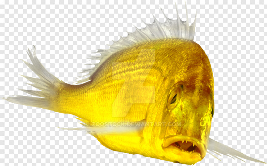 gold-fish # 1064264
