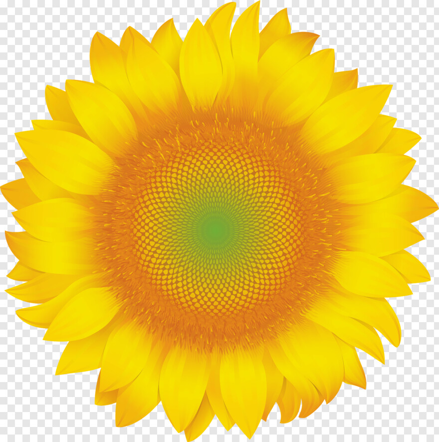 sunflower # 929526