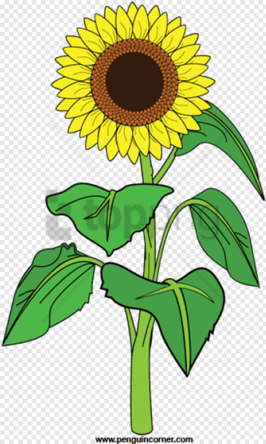 sunflower # 608566