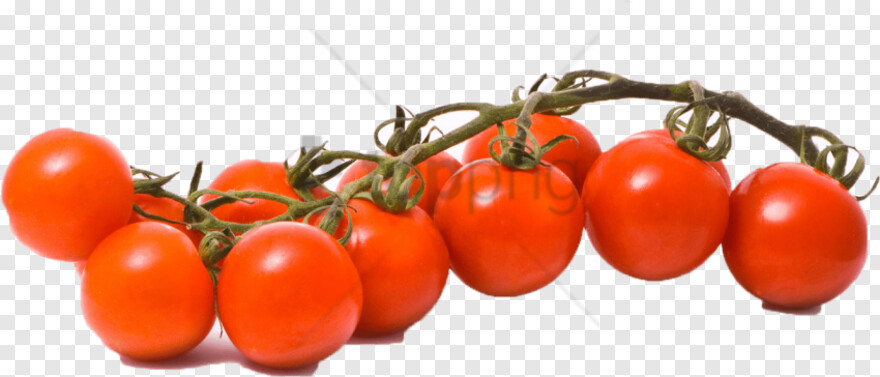 tomato # 650403