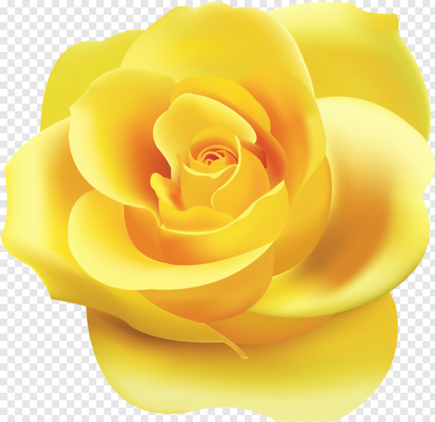 yellow-rose # 631897
