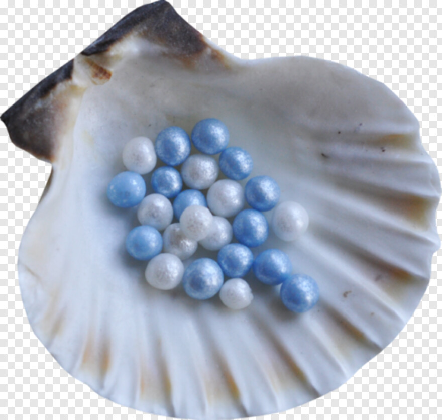 seashell # 625995