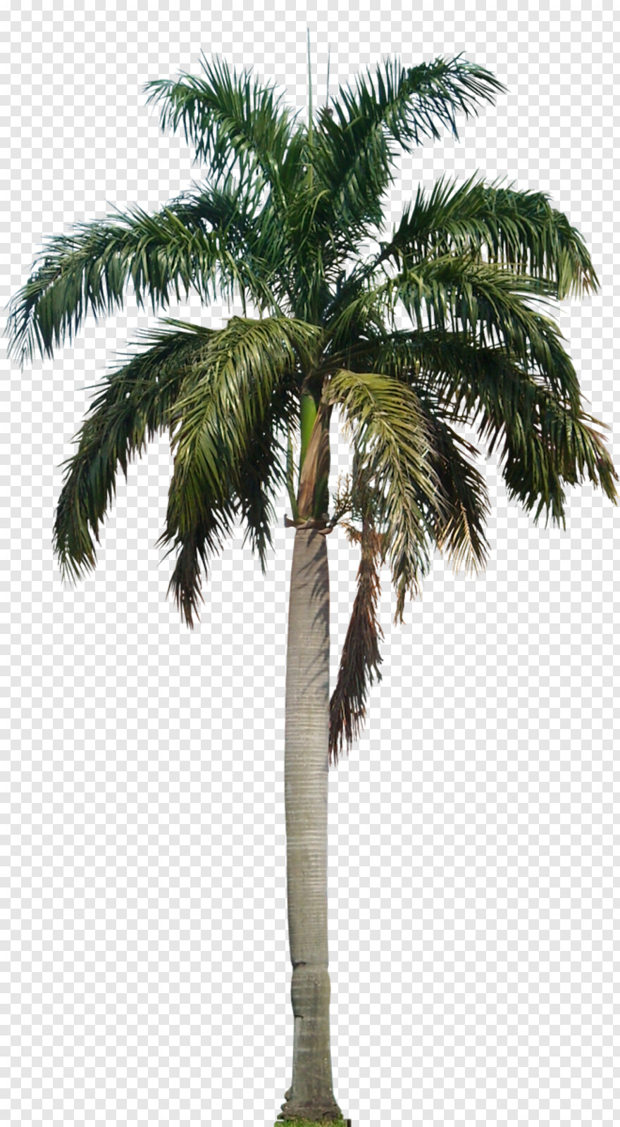 palm-tree # 461575
