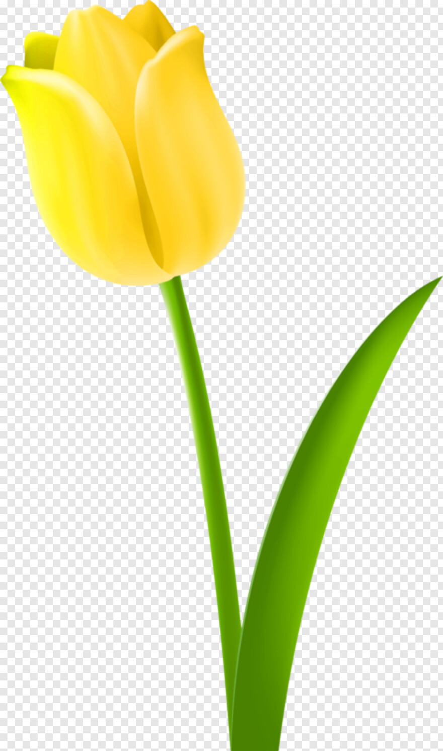 tulip # 933030