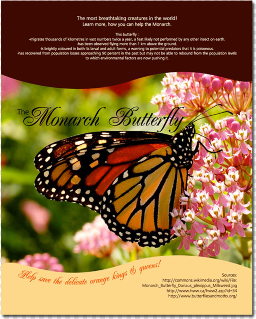 monarch-butterfly # 1094720