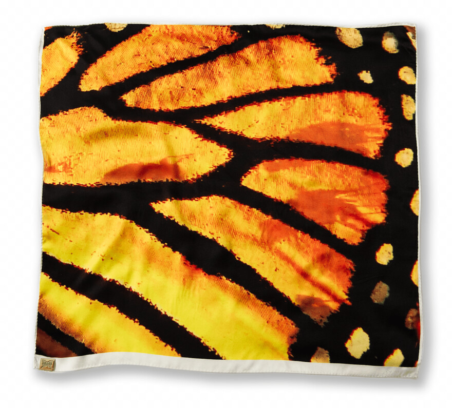 monarch-butterfly # 1094142