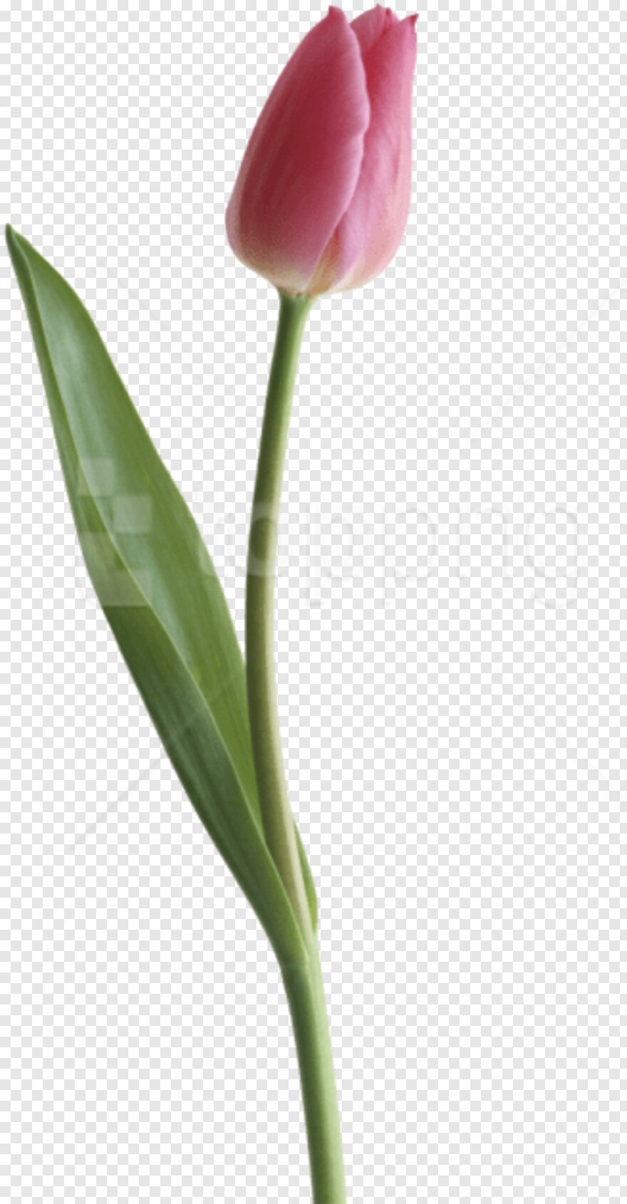 tulip # 597908