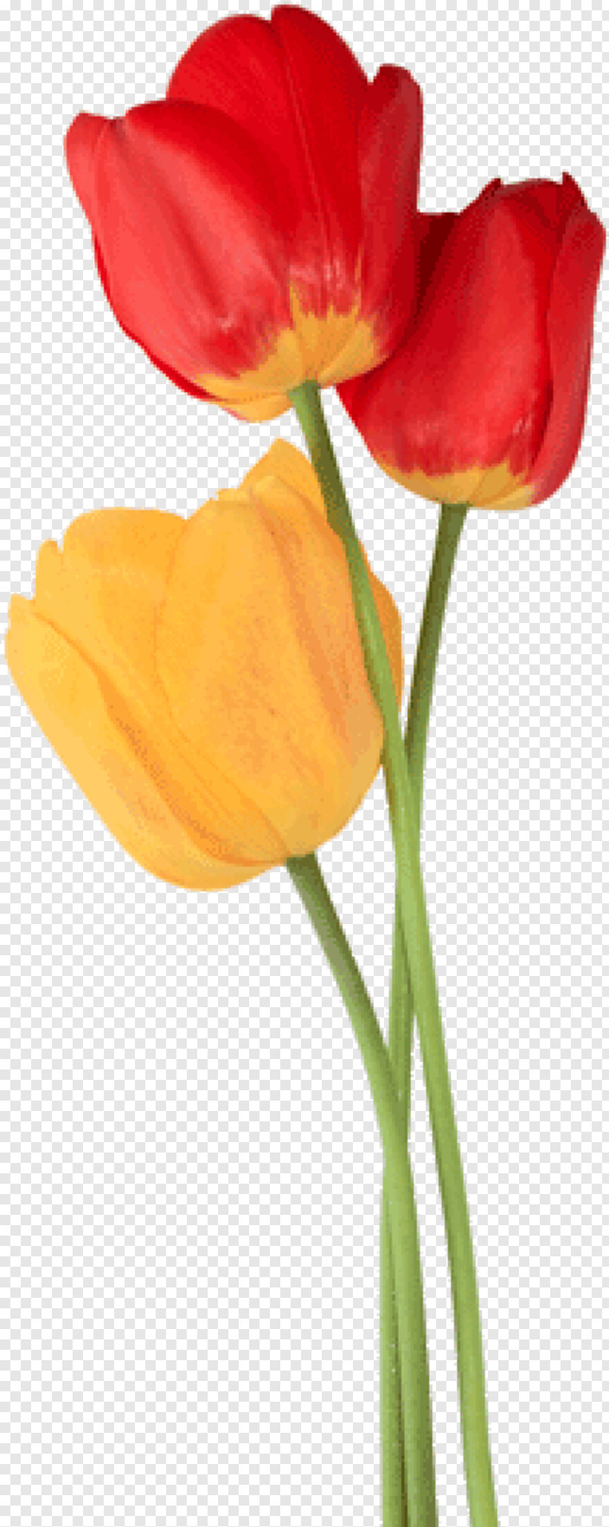 tulip # 597912