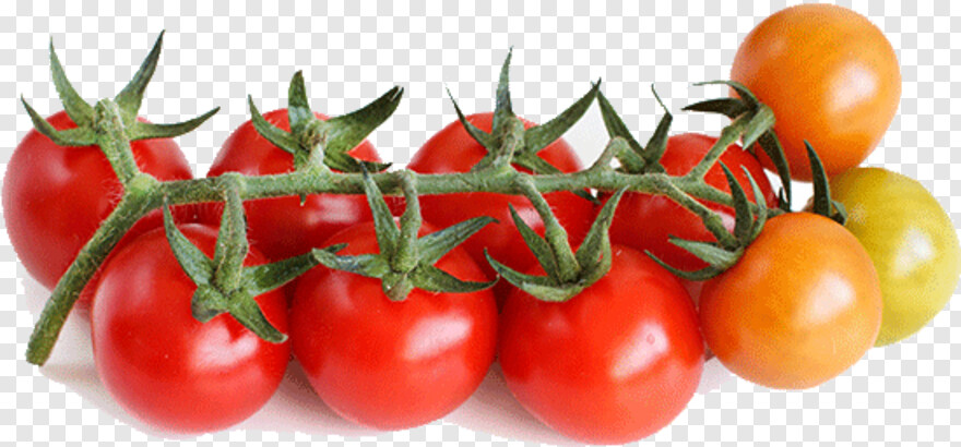tomato # 650412
