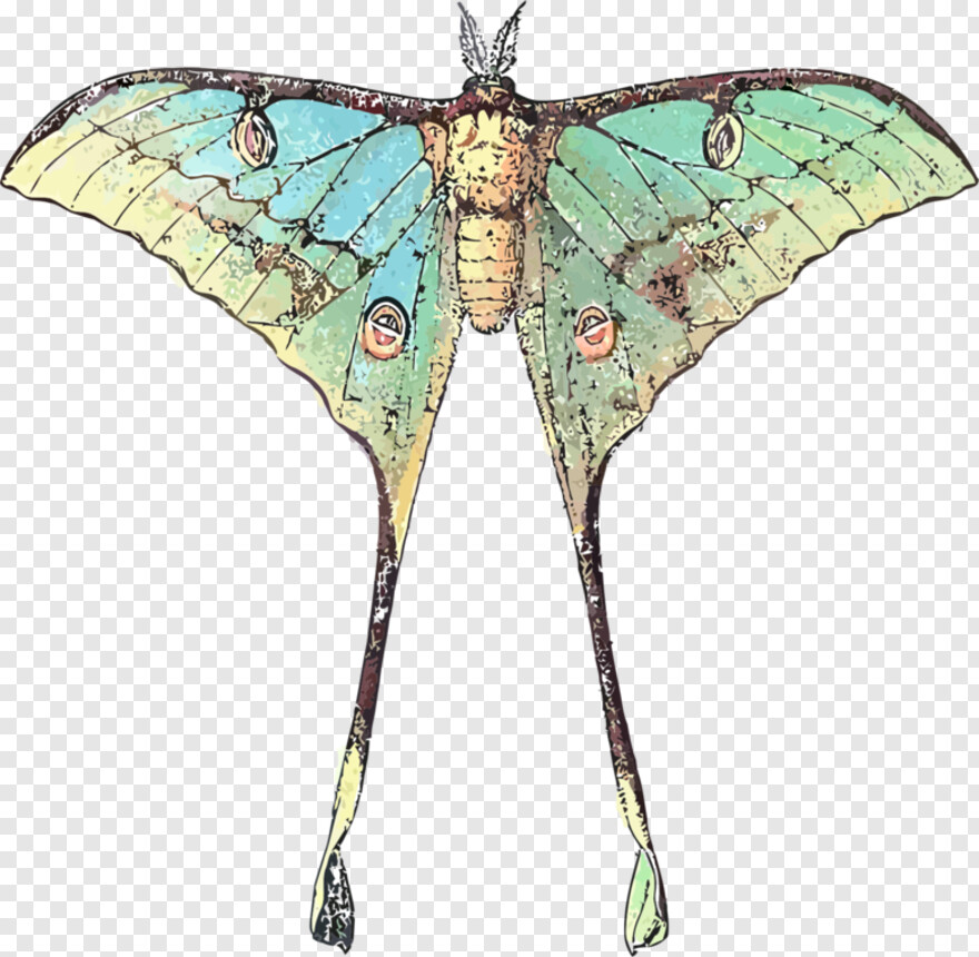 moth # 1094133